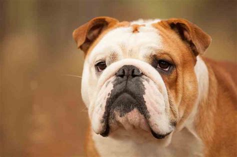engelse bulldog fokkers